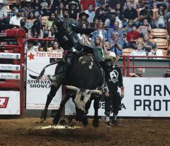 PBR-31