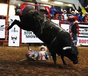 PBR-41