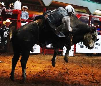 PBR-43