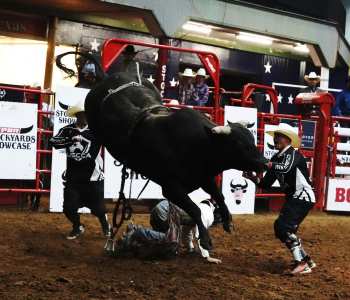 PBR-48